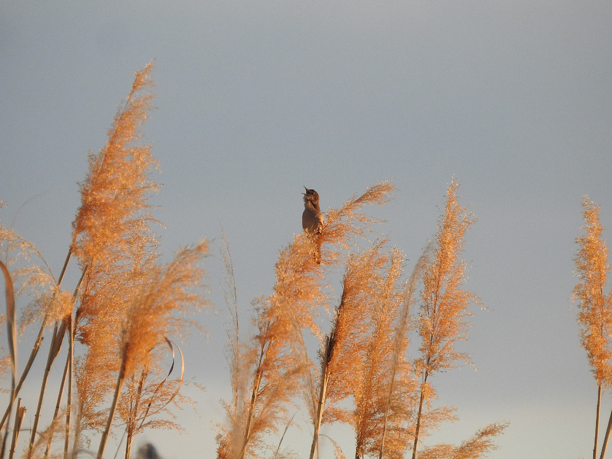 Соловьиный сверчок, май