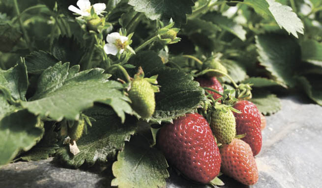 Фото: Гала Амарандо