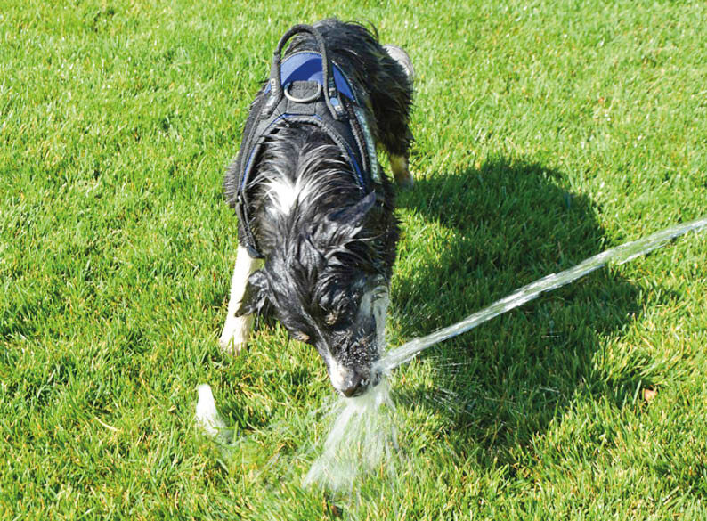 Фото: Гала Амарандо