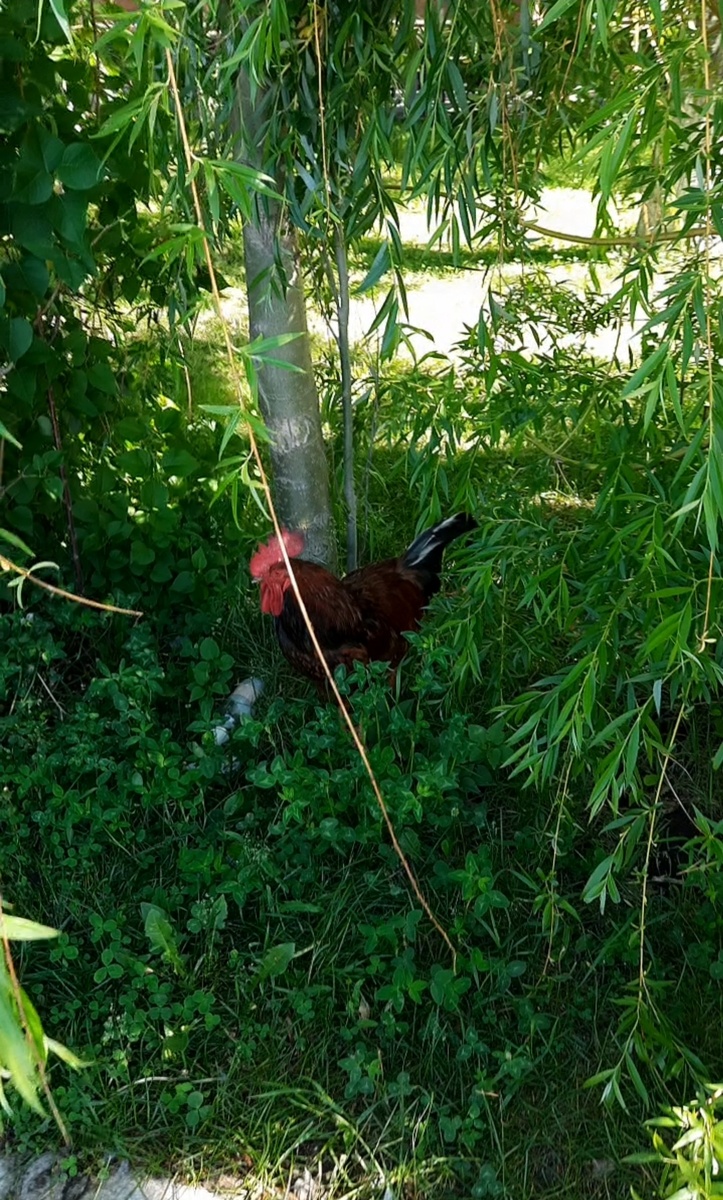 Вот один из них