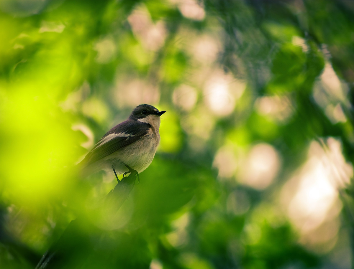 Мухоловка-пеструшка.