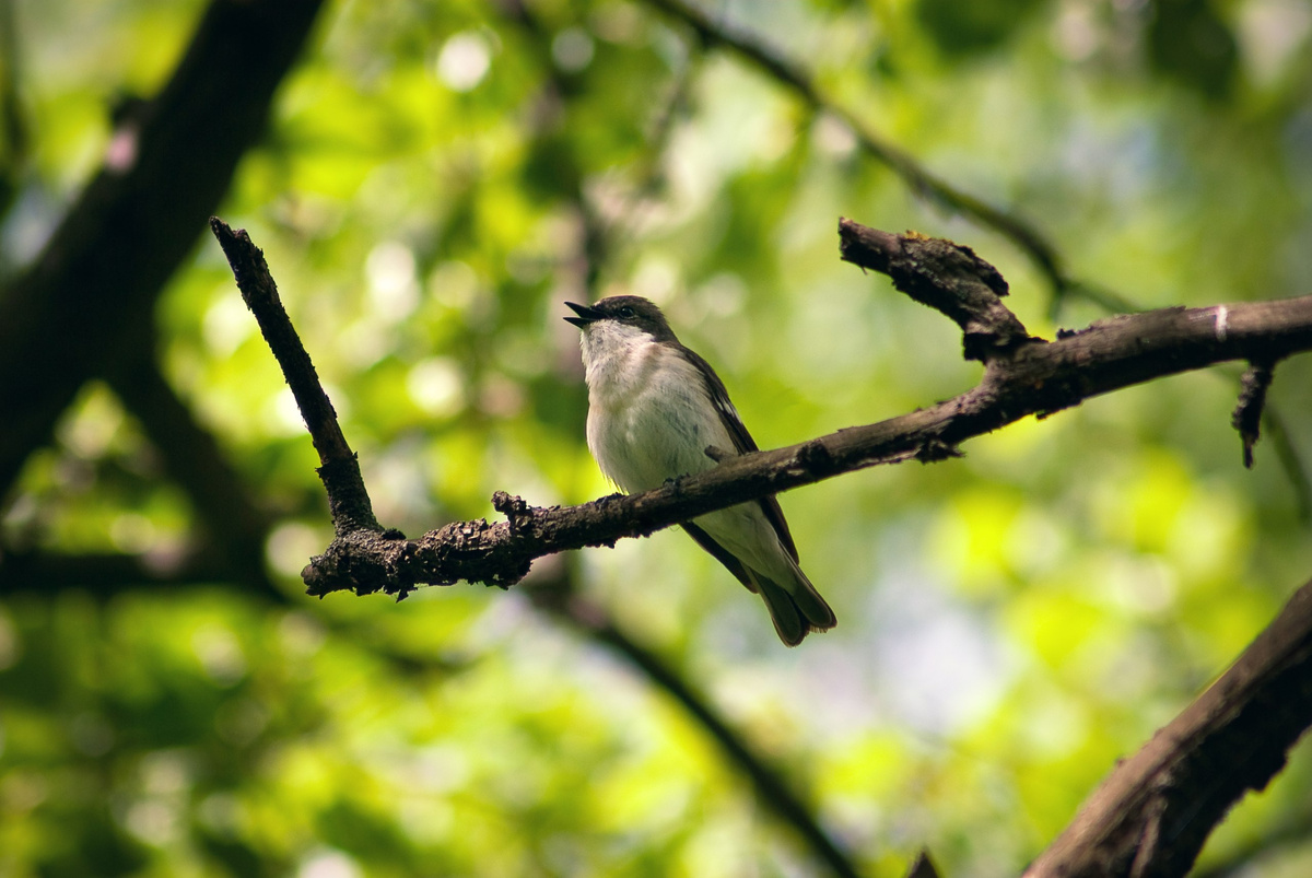 Мухоловка-пеструшка.