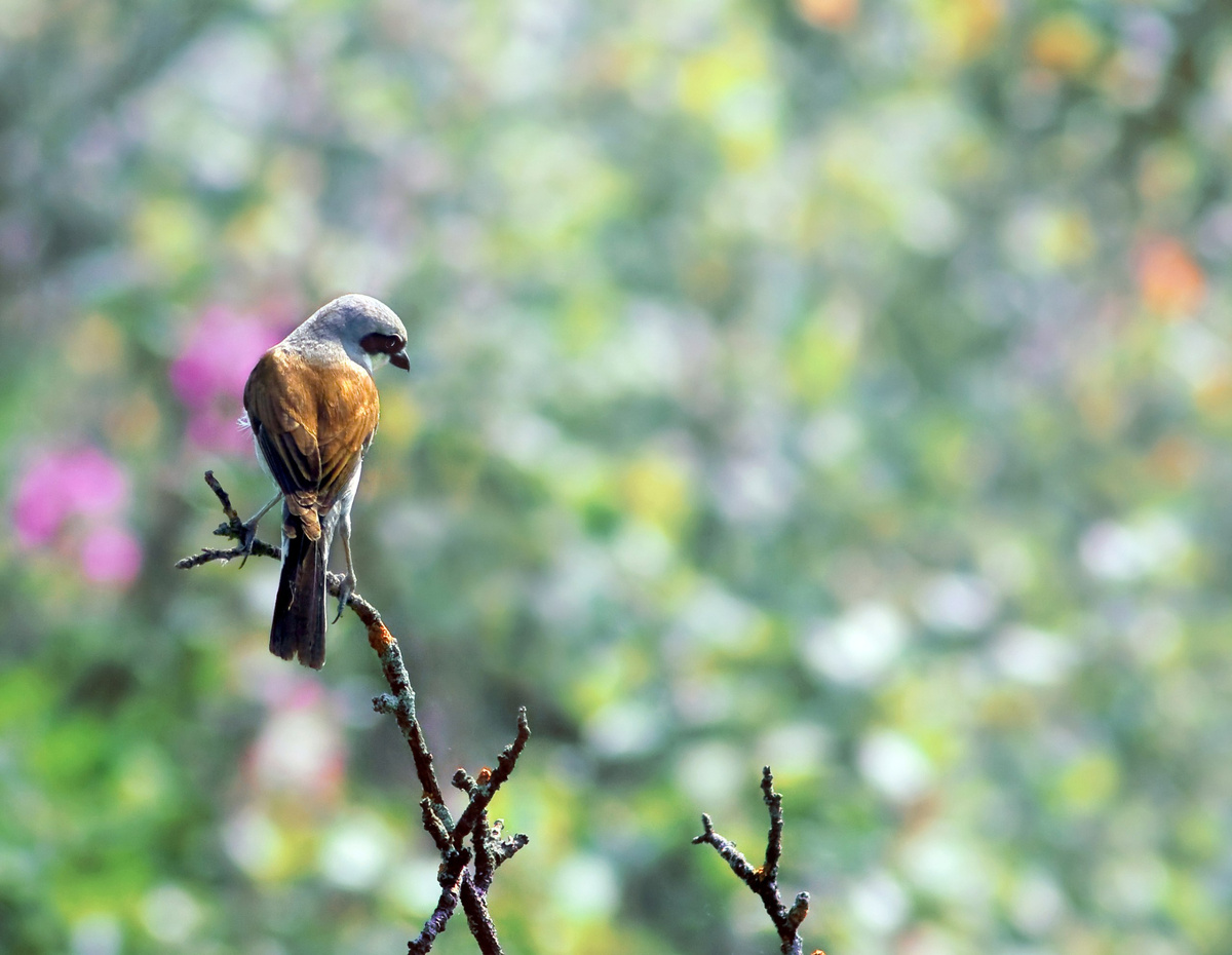 Сорокопут-жулан