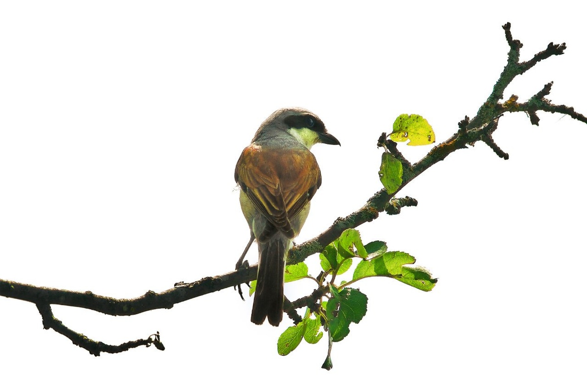 Сорокопут-жулан