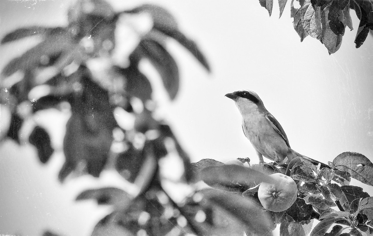 Сорокопут-жулан