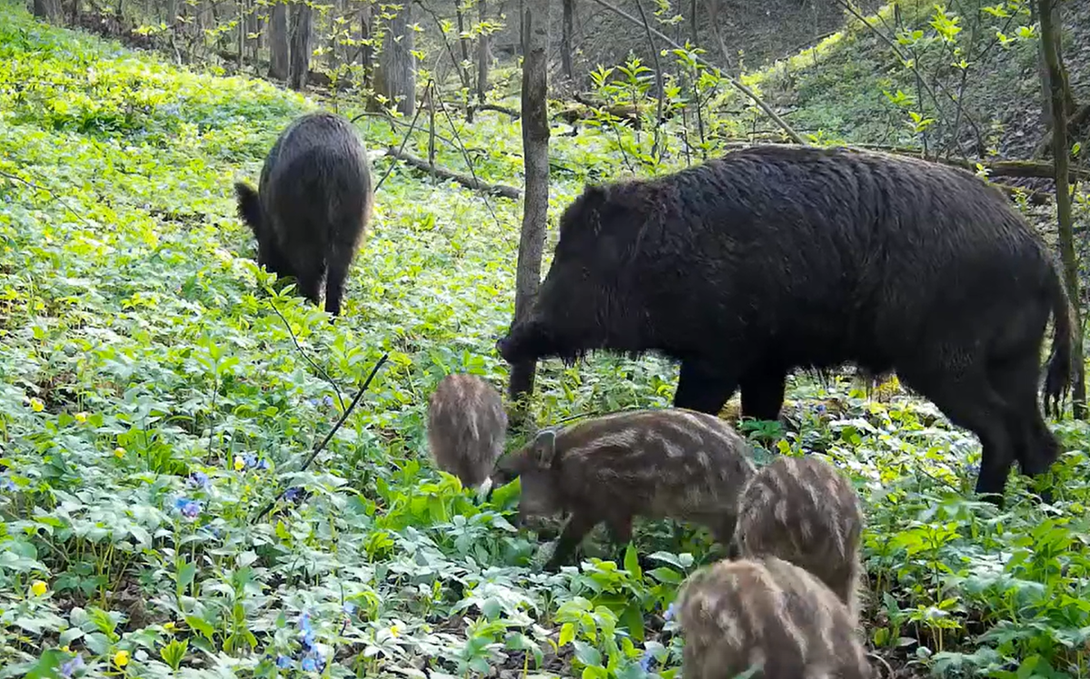 Фото: Калужские засеки