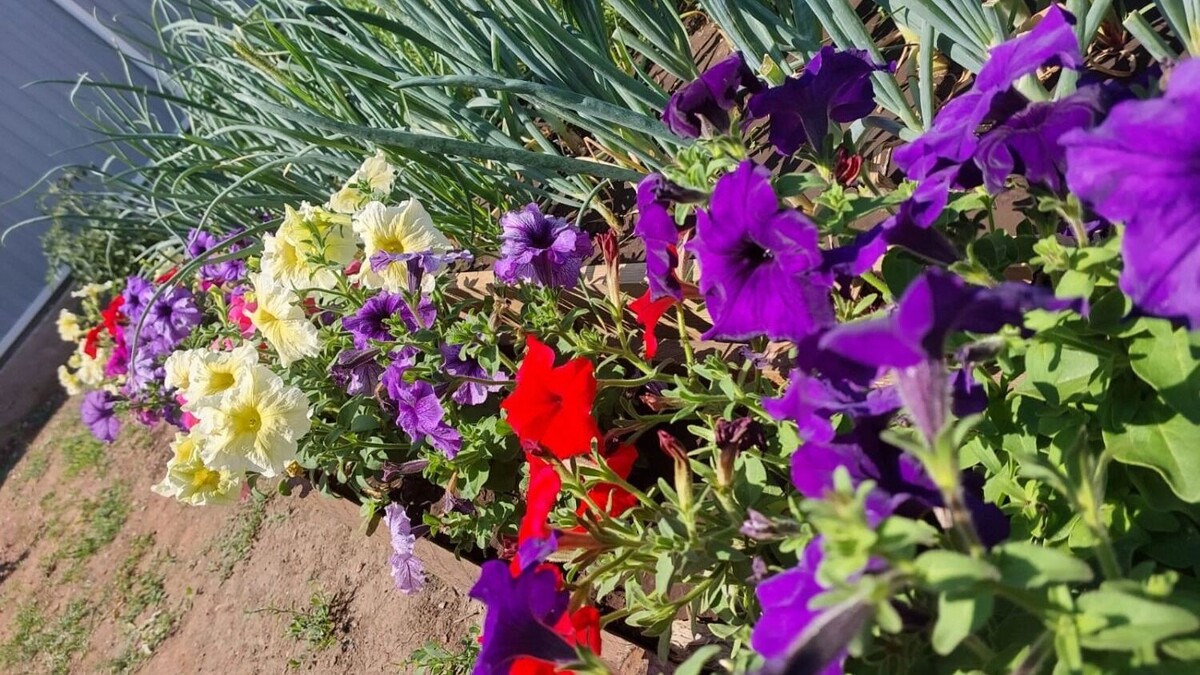     Источник: 56orb.ru