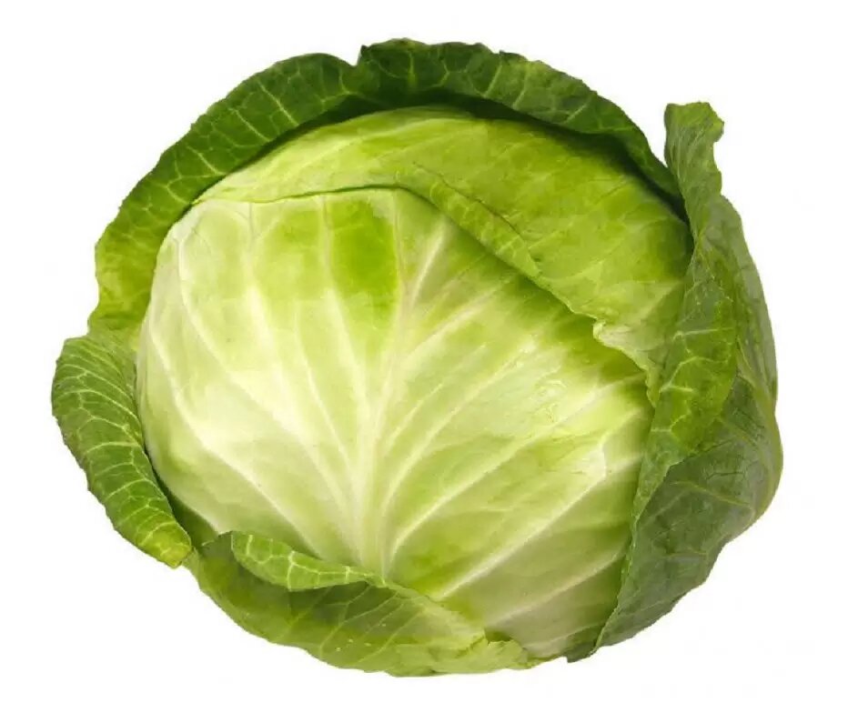 Белокочанная капуста