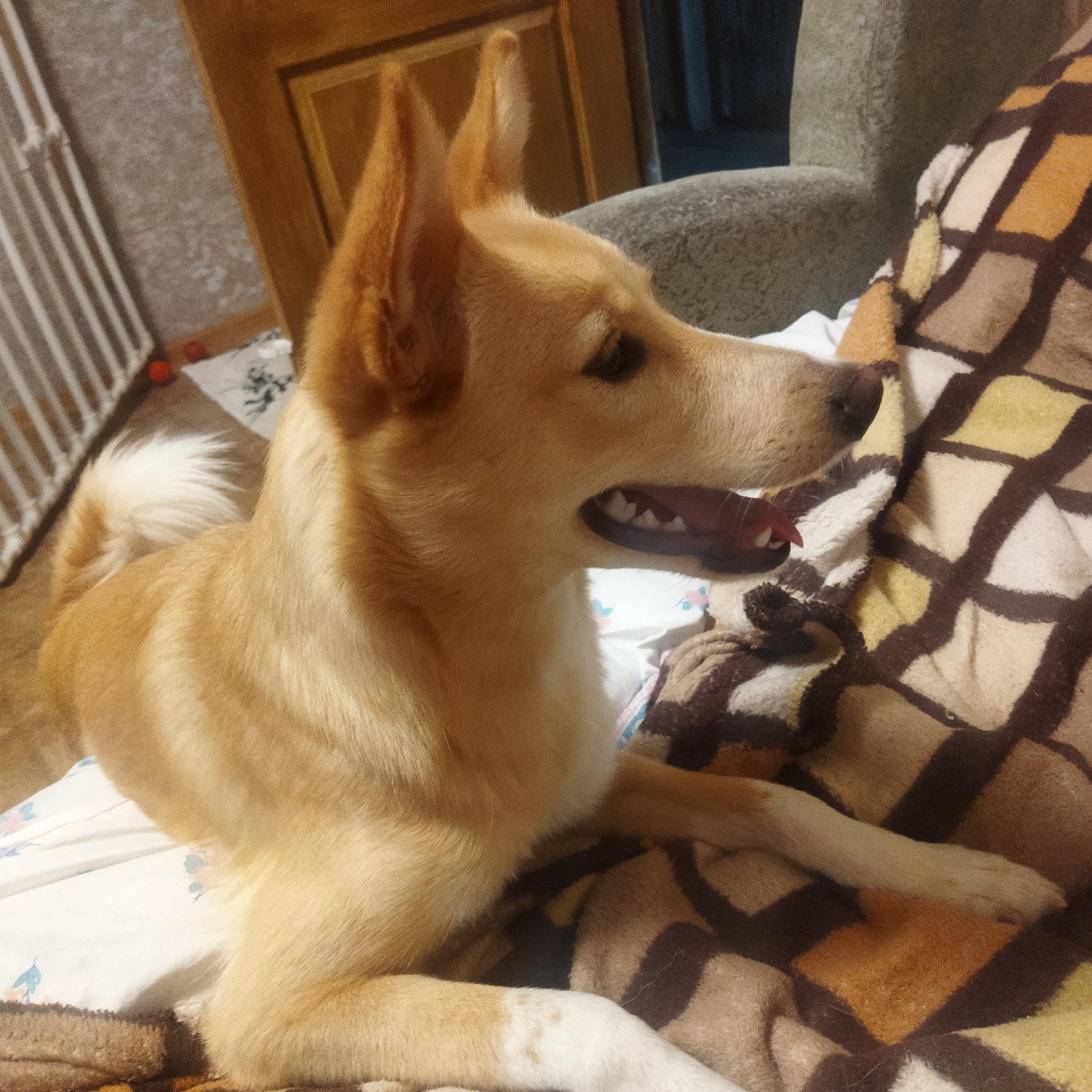 Алька, наша собака