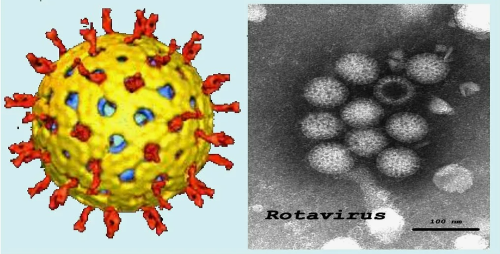 внешний вид ротавируса и фото в электронном микроскопе