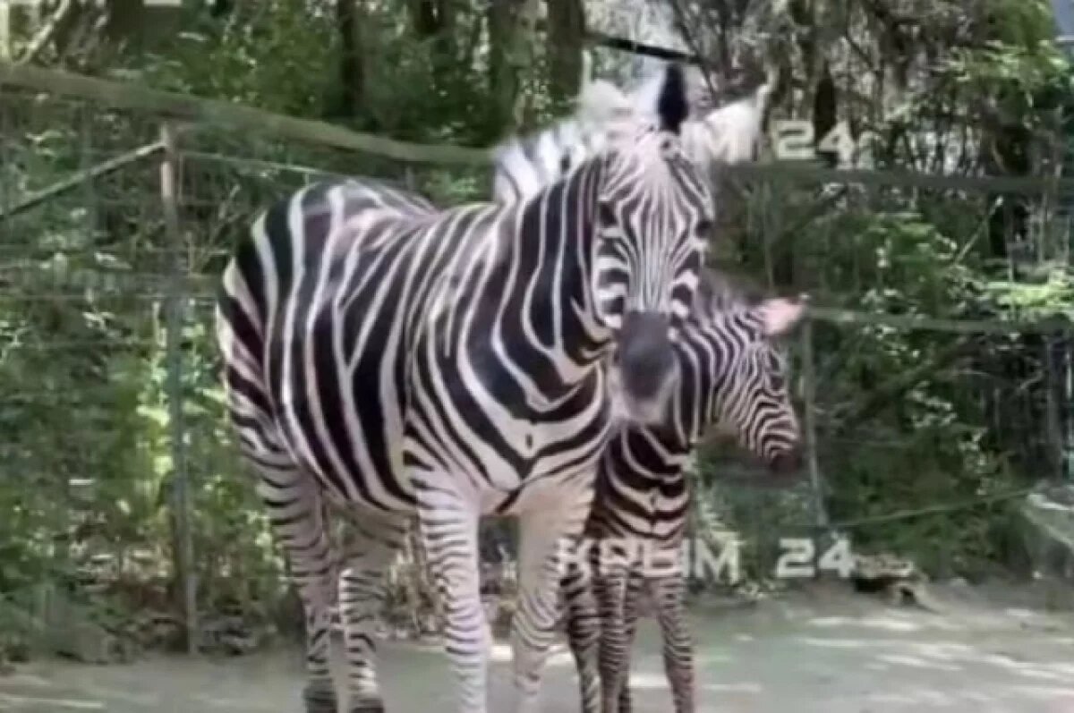    В зоопарке Ялты у зебр с именами Россия и Крым родился первенец