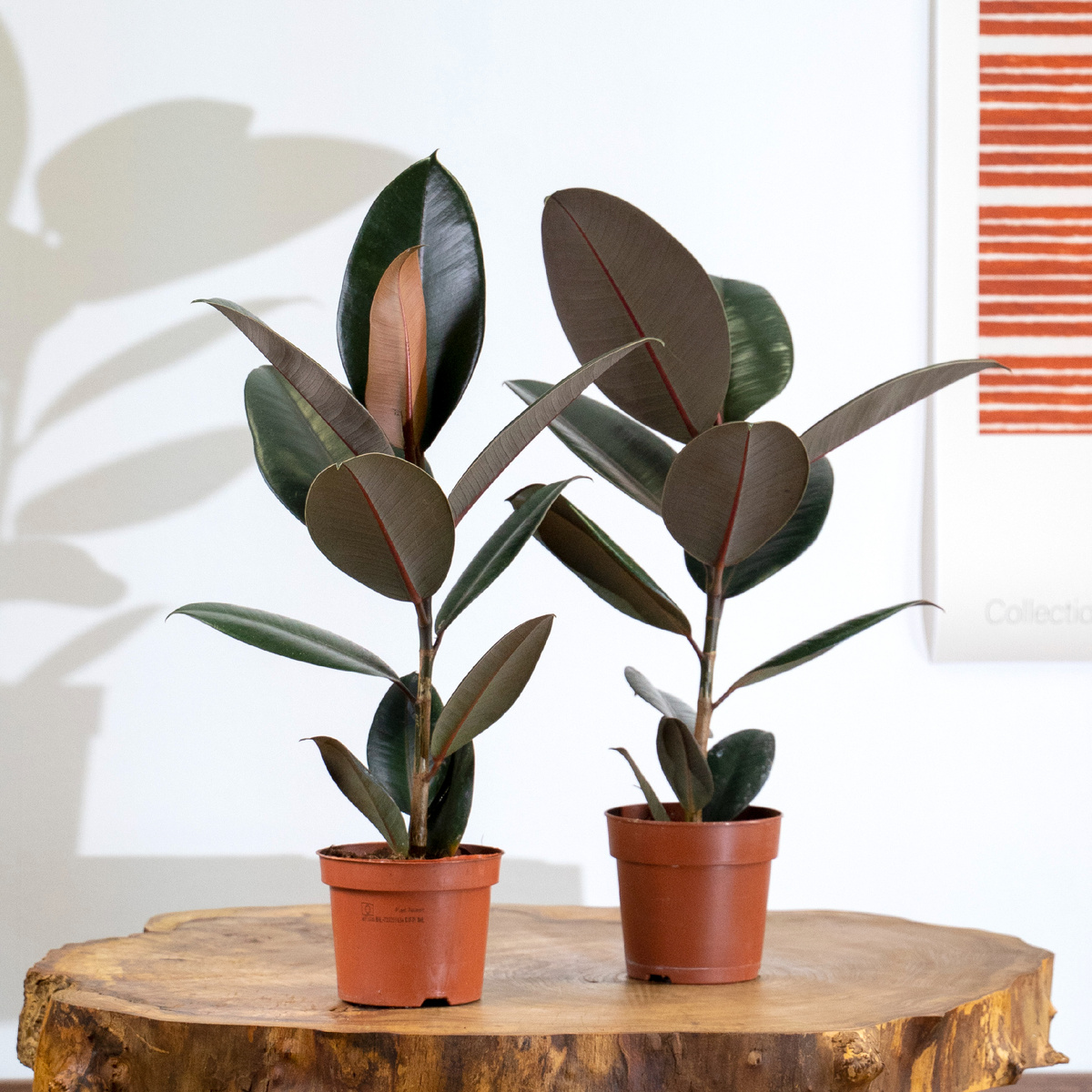 Фикус Эластика 