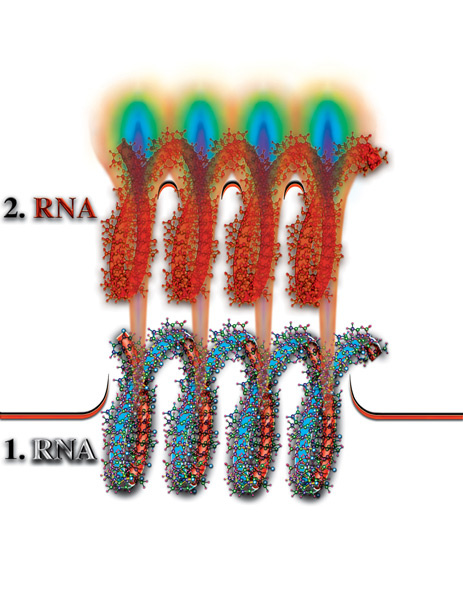 Рис.4.3.10. Формирование на втором материальном уровне копии молекулы РНК или ДНК так называемого, второго материального тела.  из книги «Неоднородная Вселенная» Н.В. Левашов