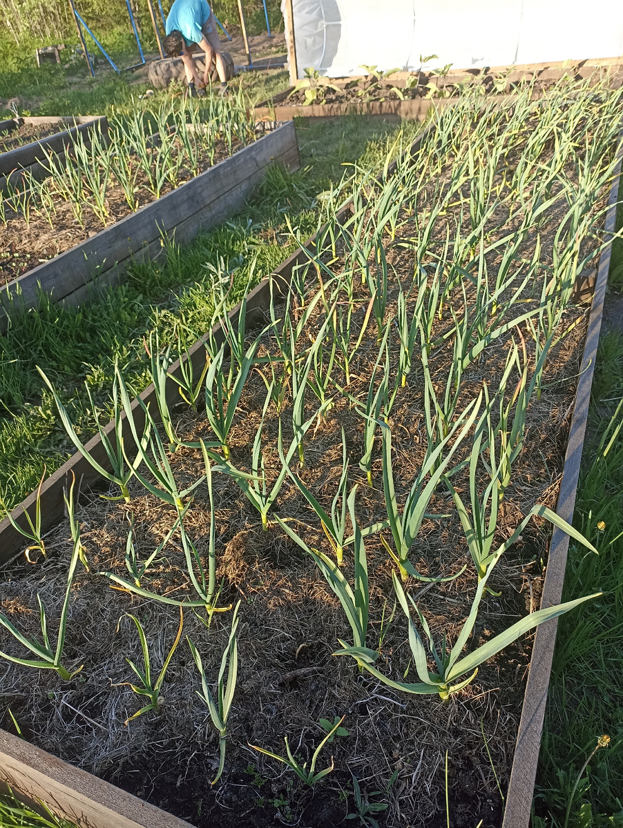 Осенний чеснок