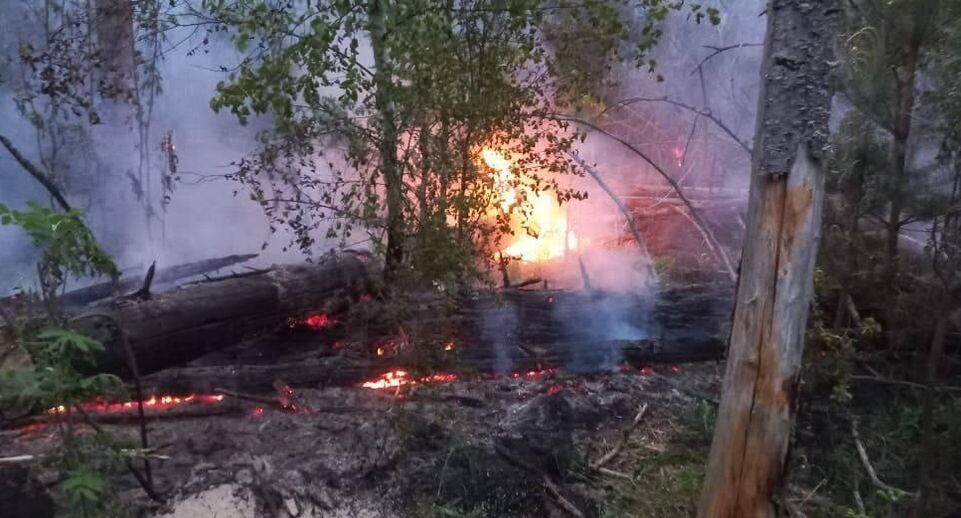    Комитет лесного хозяйства Московской области