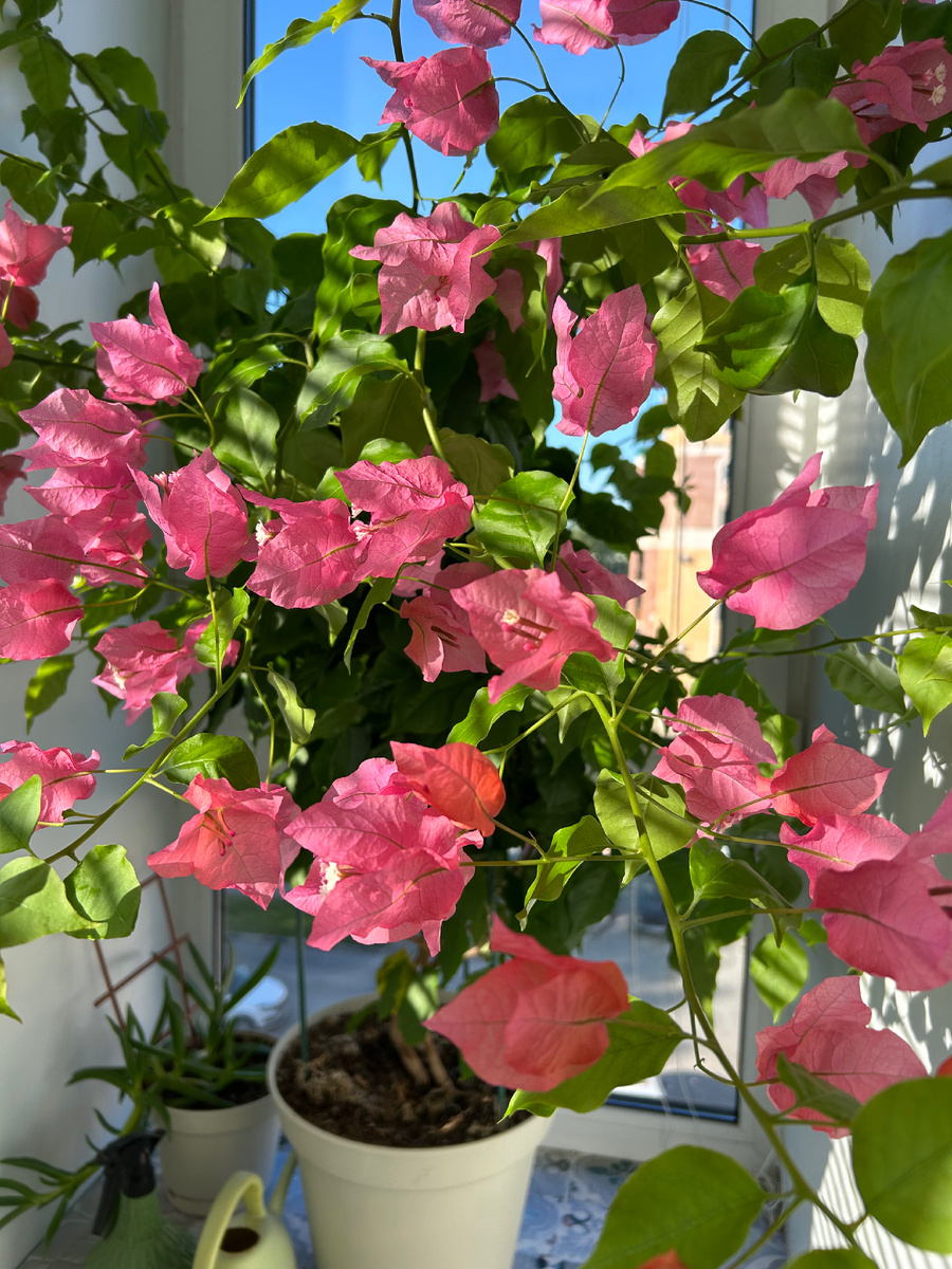 Моя бугенвиллия на пике цветения