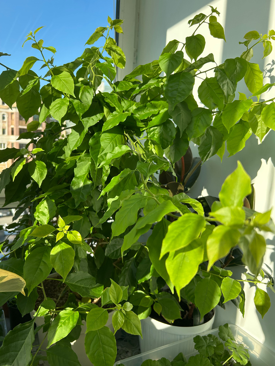 Бугенвиллия до весенней обрезки