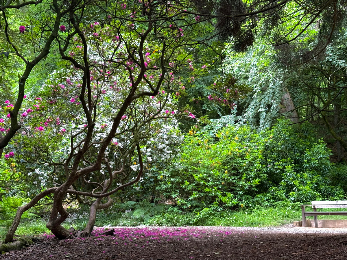 Цветение в Стаурхед. Фотография из личного архива. 