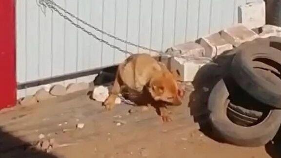     Источник: Скриншот видео