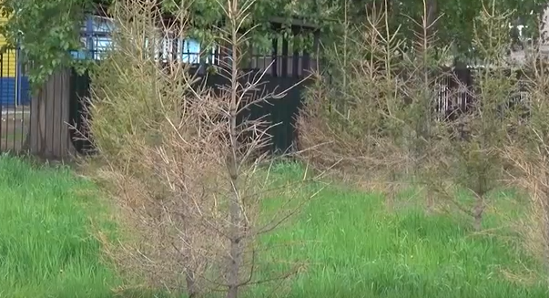     В Ачинске по всему городу гибнут молодые деревья