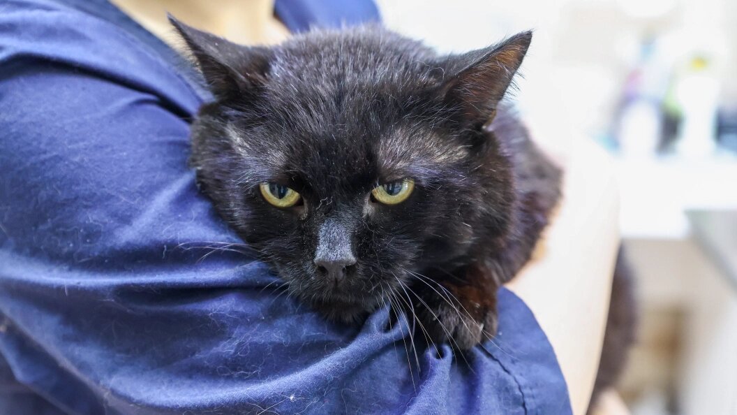    Petrov Sergey/news.ru/Globallookpress