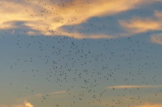    Как защитить себя от укусов мошки?