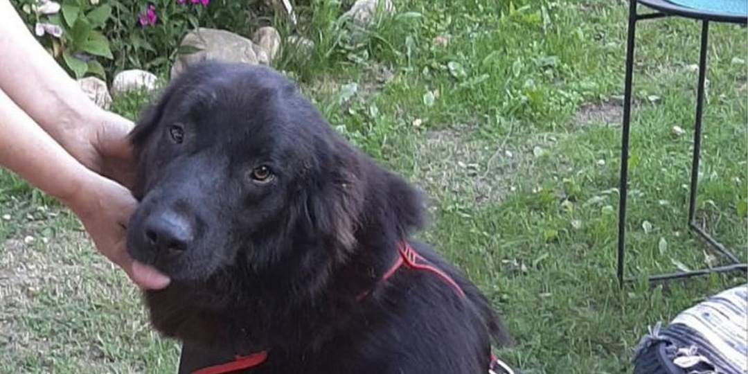 «Гора добра»: в Москве пес-великан 3 года не может найти дом