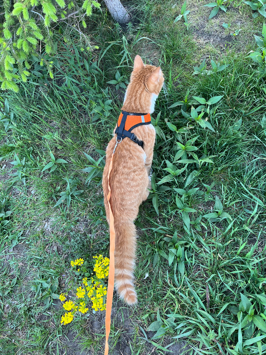 Страшный чихуахуа 