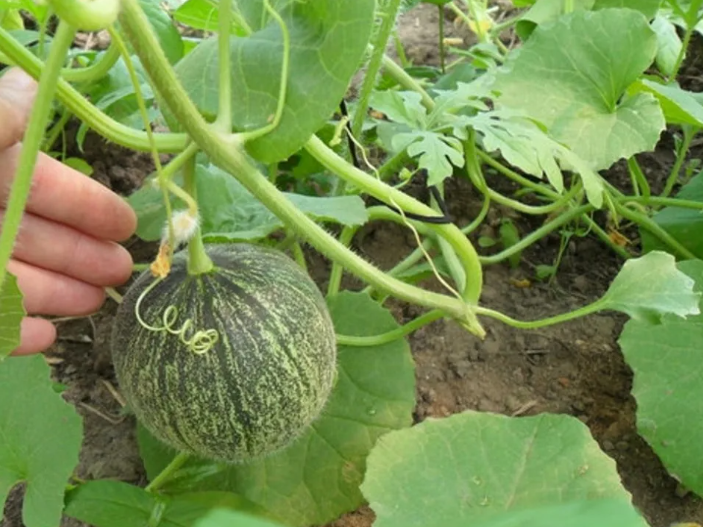 дыни тоже прекрасно растут на даче - нужны ранние сорта!