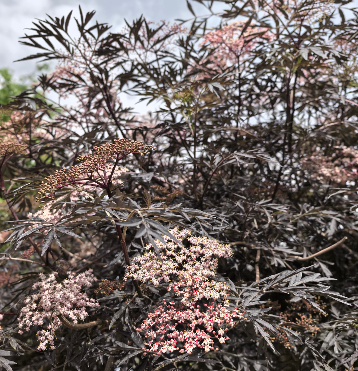 Вот это цветущее дерево мы встретили в сквере набережной Терешковой в Евпатории.