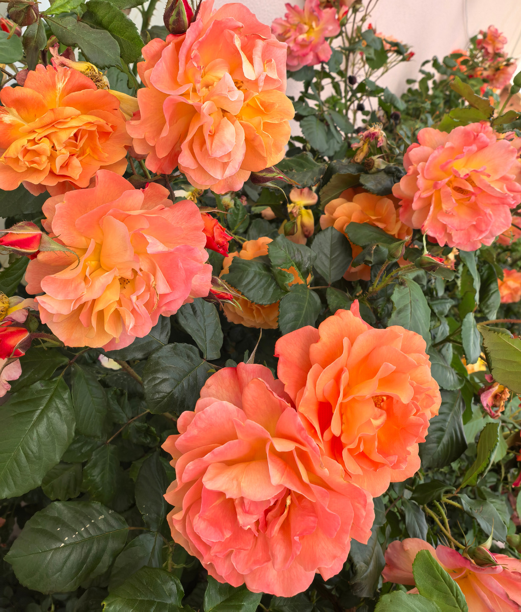 Целое большое дерево, усыпанное цветами.