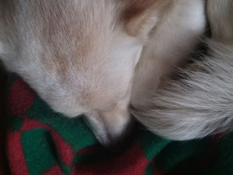     Эксперт Бутко посоветовала больше играть с собаками-инвалидами. Фото: архив МК в Хакасии