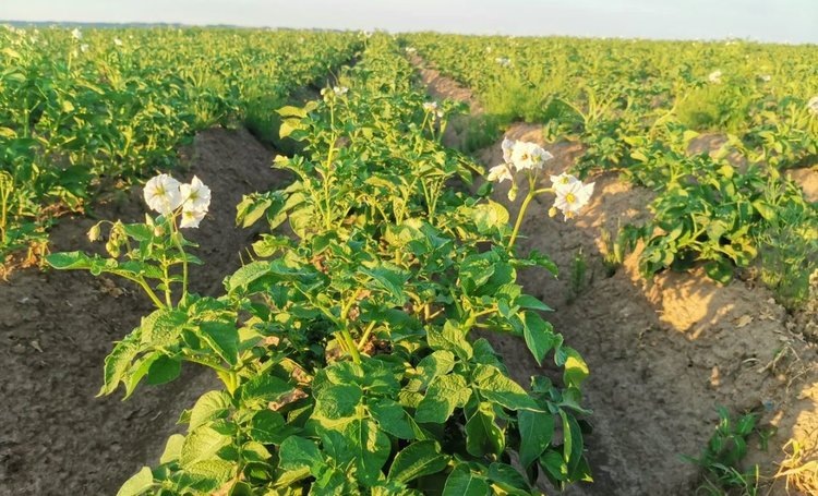    Каждое 7 сертифицированное семеноводческое хозяйства в России занимается семенным картофелем