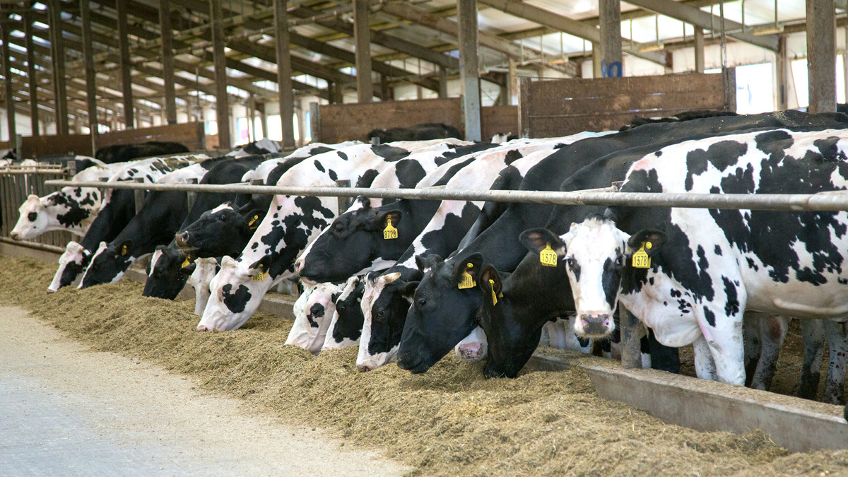 Фермы в Калужской области