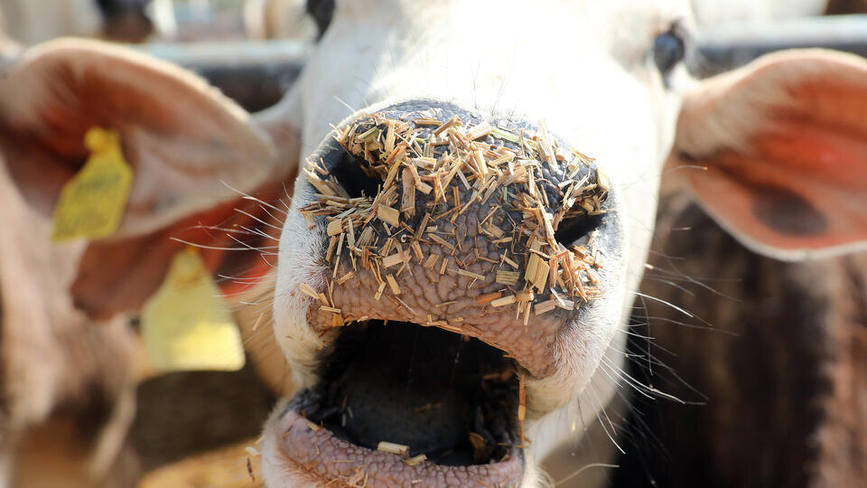 Фото: © HARISH TYAGI/EPA/TASS