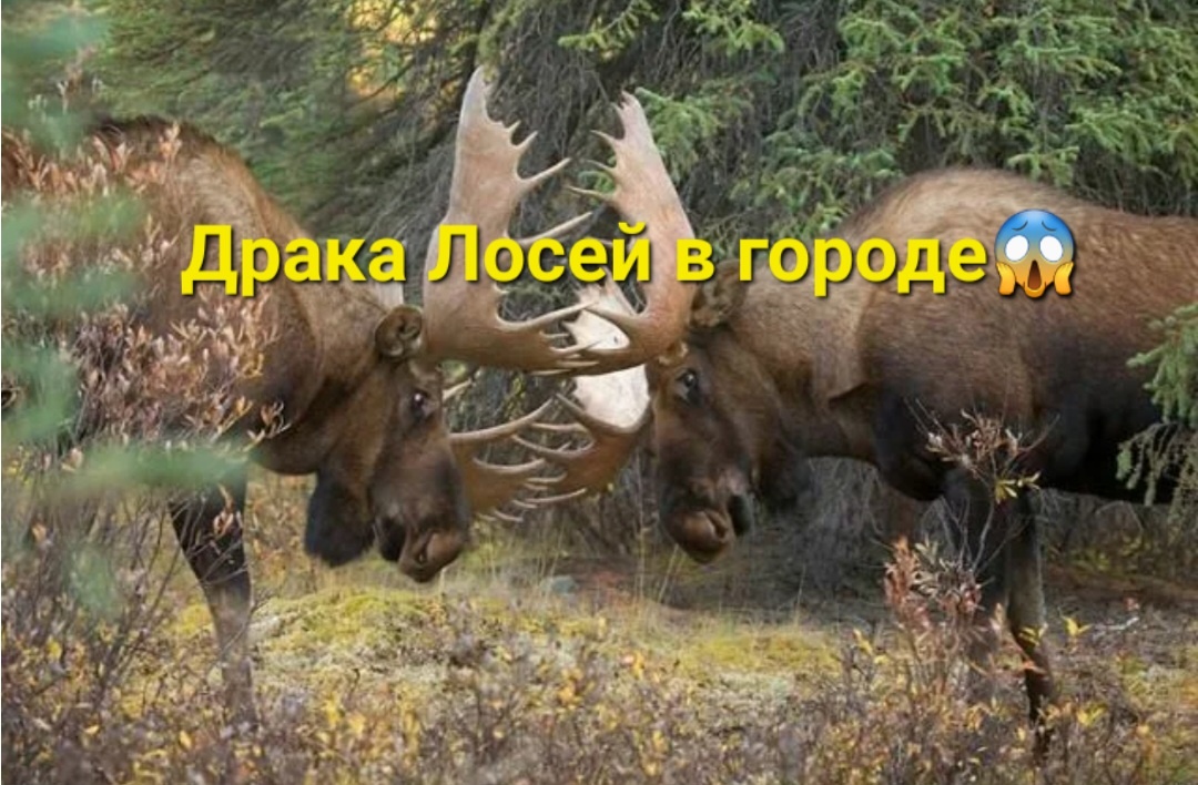Лоси теперь по всем городам нынче дерутся много лет и каждый год одно и тоже у них. Только мало что-то все снимают и записывают