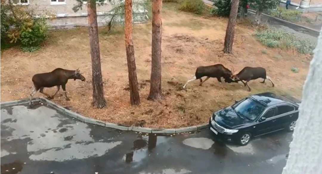 Самка вон стоит переживает за потенциальных своих кавалеров и кто же ей в итоге придется победителем