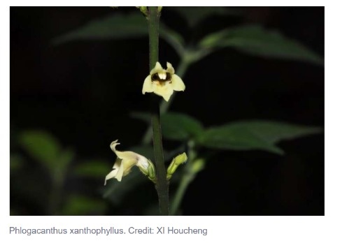 Скриншот с сайта phys.org