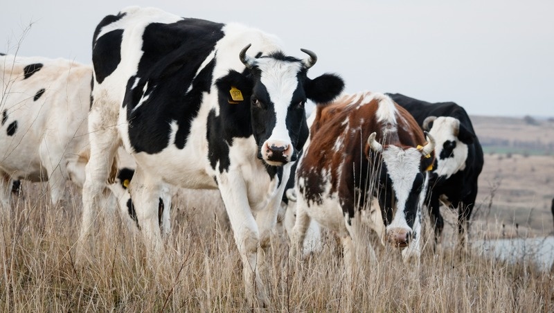      Фото: ИА «Победа26»