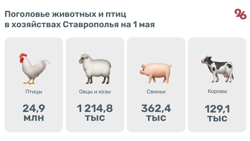    Поголовье животных и птиц на Ставрополье Фото: Антон Глушков / / ИА «Победа26»
