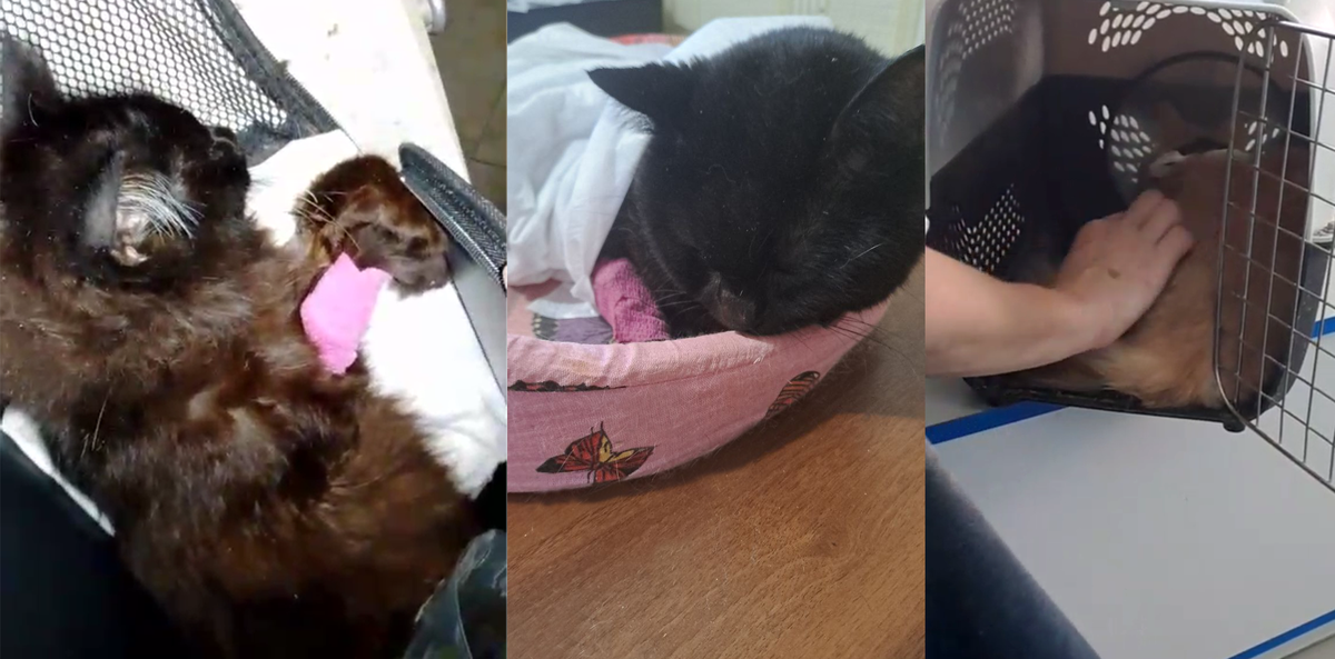 Мао, Афоня, Шао