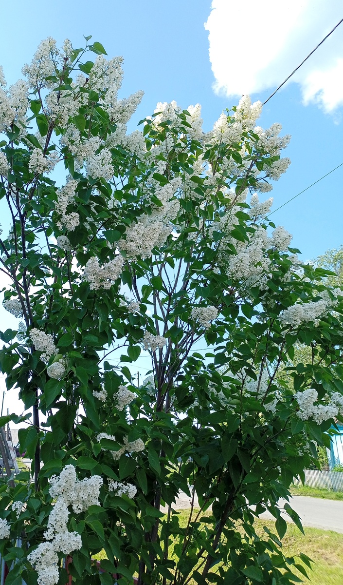 Фото автора канала Волнушка 