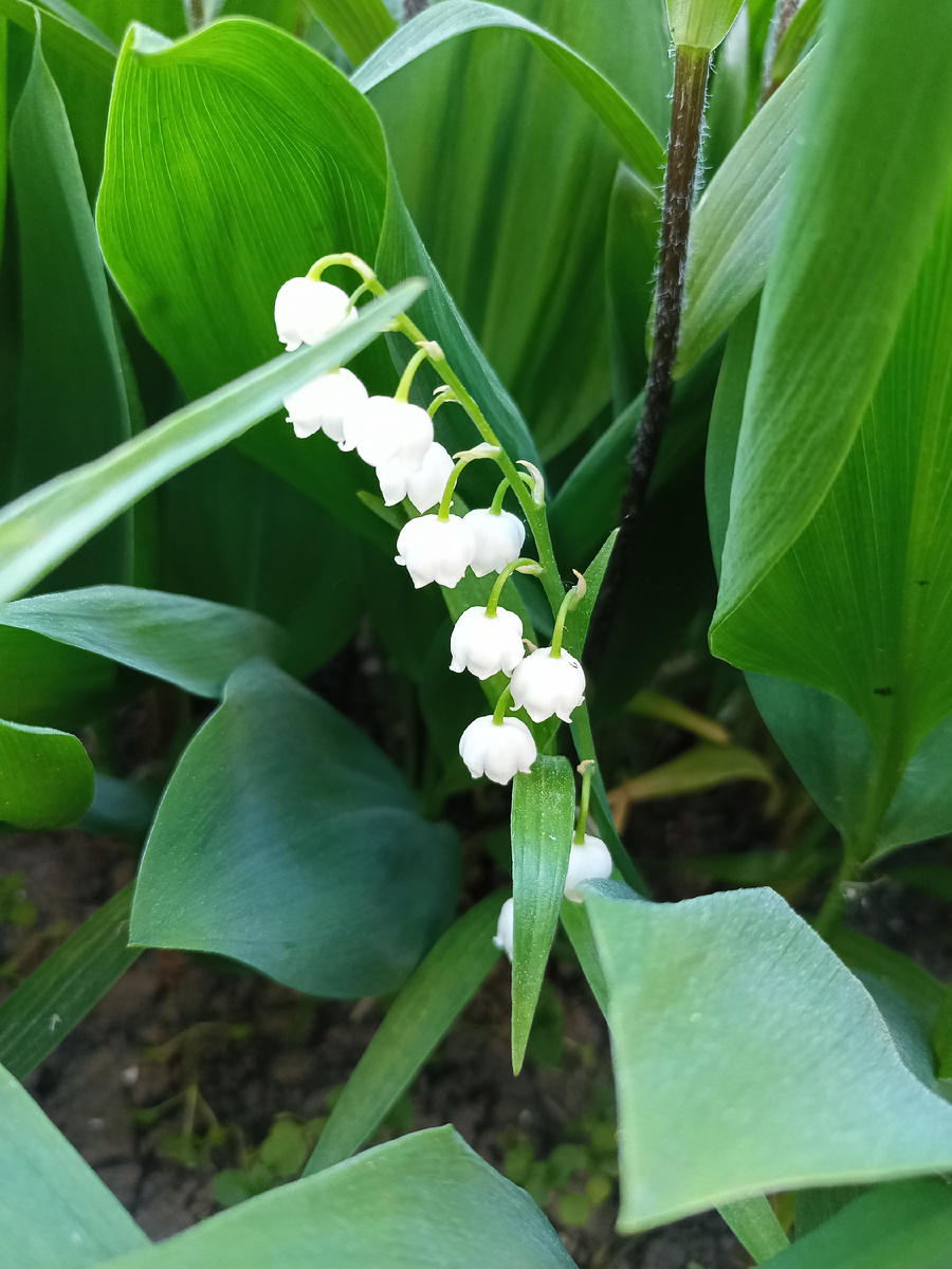 Фото автора канала Волнушка 