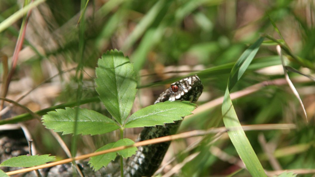    Фото: Nikolay Gyngazov/Globallookpress