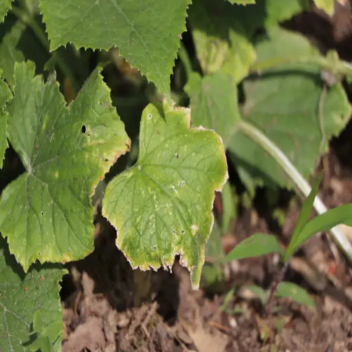 Избыток хлорида нередко путают с дефицитом калия, азота и других элементов питания.