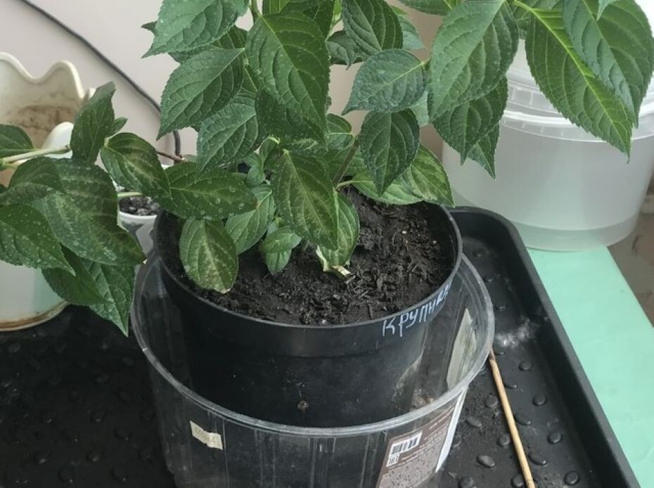 У листьев пожелтели прожилки, Недостаток магния и марганца. Фото читательницы Натальи