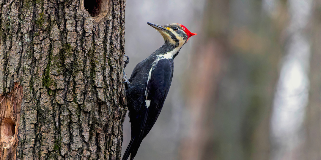 Зачем дятел стучит по дереву и как у него не болит голова?