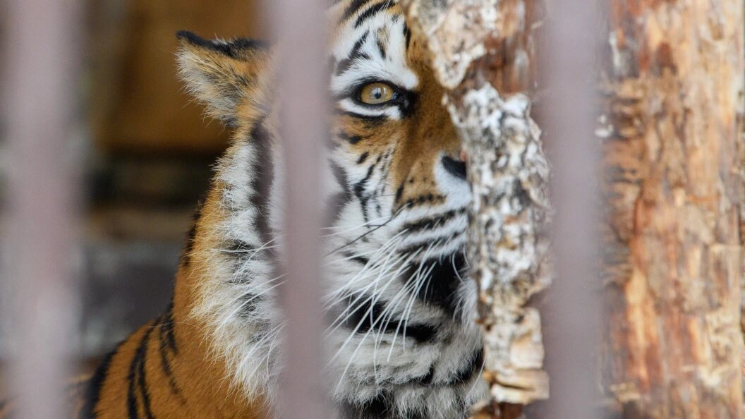    Ilya Moskovets/URA.RU/Globallookpress