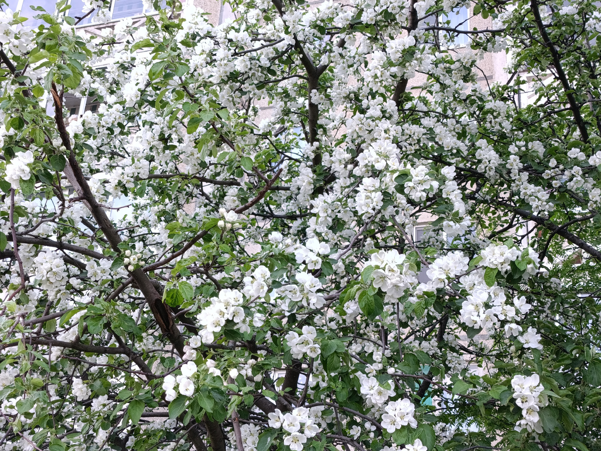 Яблони цветут, аромат мммм