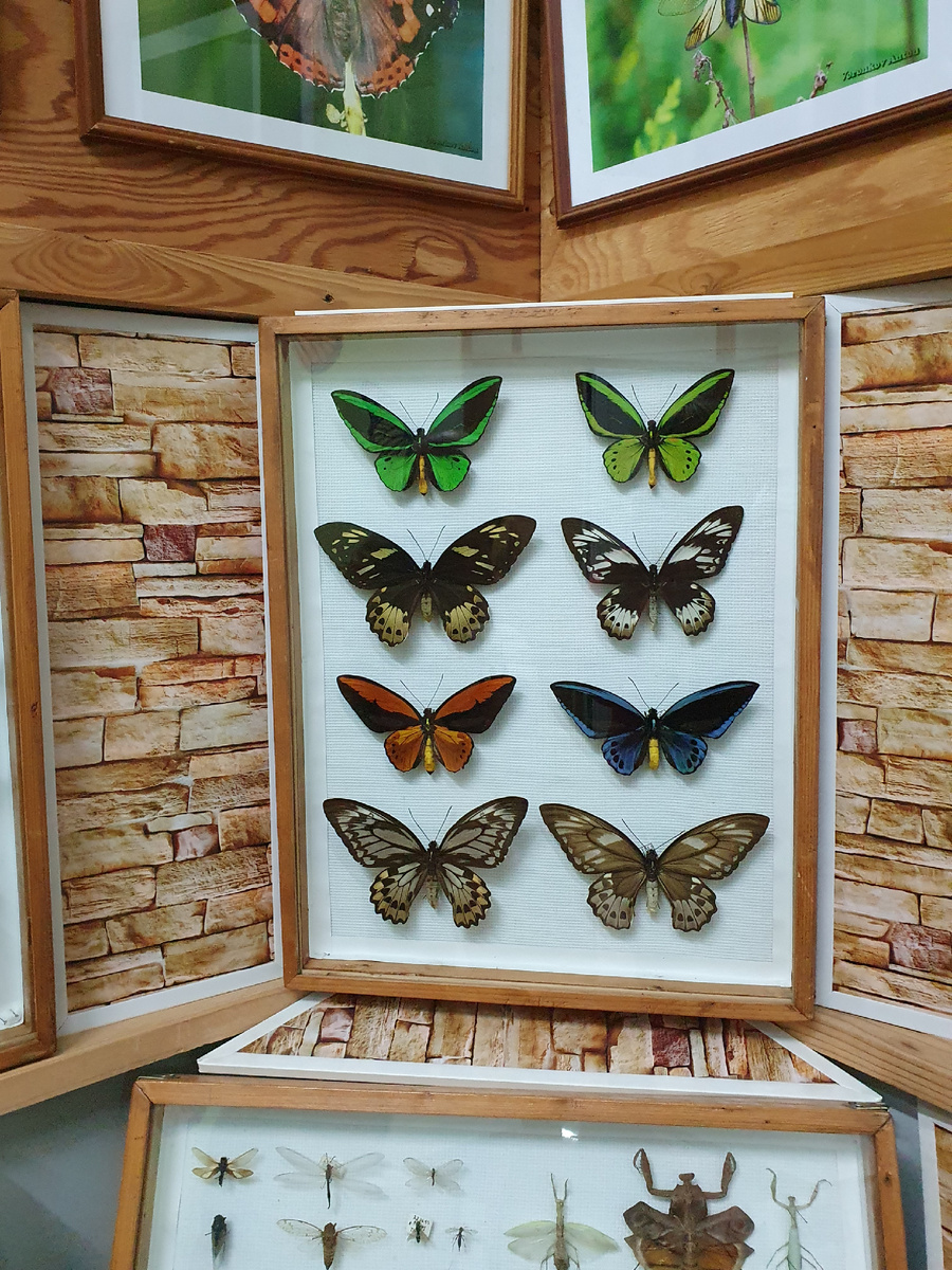 Начало экспозиции бабочек ( в кадр попали также богомолы)
